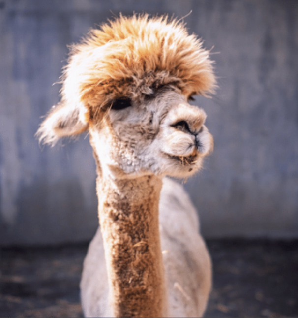 alpaca cool